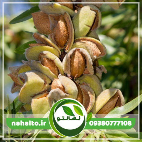 نهال بادام پوست کاغذی