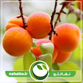 نهال زردآلو گرجهان