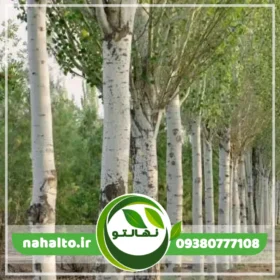 خرید نهال صنوبر سپیدار
