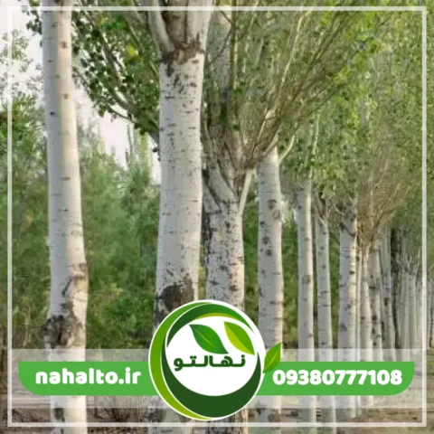 خرید نهال صنوبر سپیدار