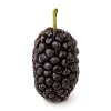 نهال توت