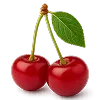 نهال گیلاس