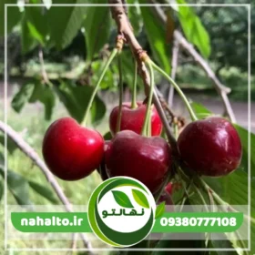 نهال گیلاس تک دانه مشهد
