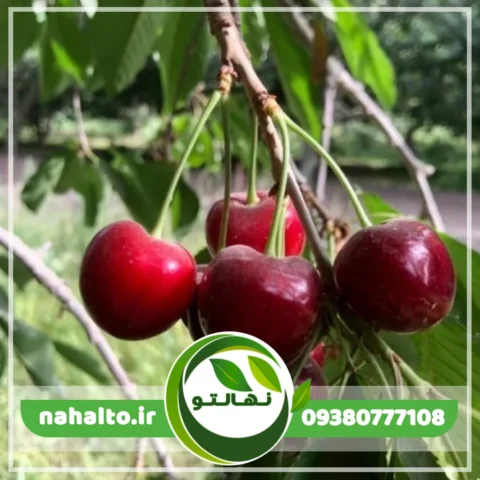 نهال گیلاس تک دانه مشهد