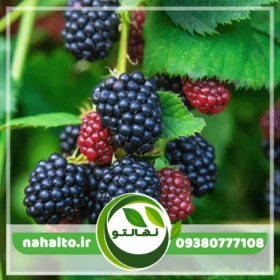 نهال بلک بری