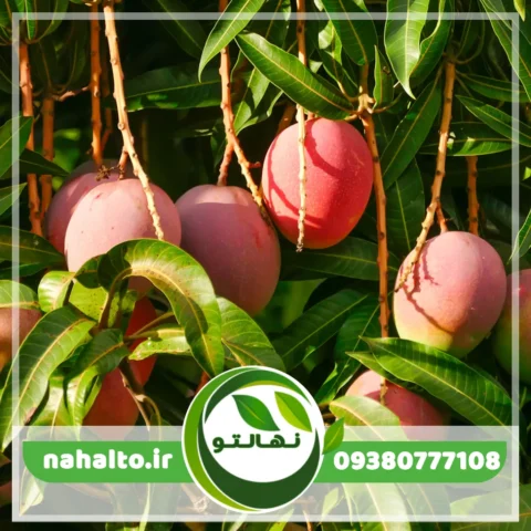 نهال انبه قرمز