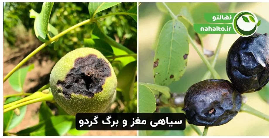 دلایل اصلی در سیاه شدن مغز و پوست گردو