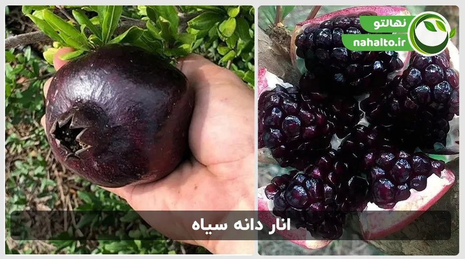 عکس داخل و بیرون انار دانه سیاه