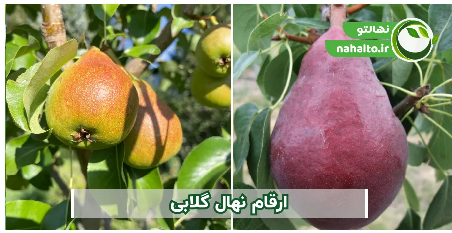 لیست ارقام نهال گلابی