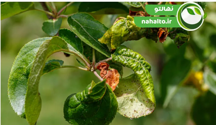 نقش آفات گیاهی در ریزش گل درختان