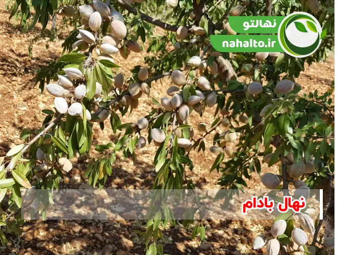 بهترین ارقام نهال بادام