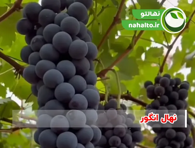 ارقام نهال انگور