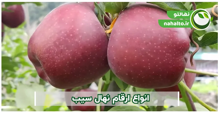 ارقام نهال سیب