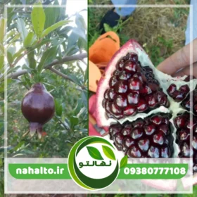 نهال انار دانه سیاه