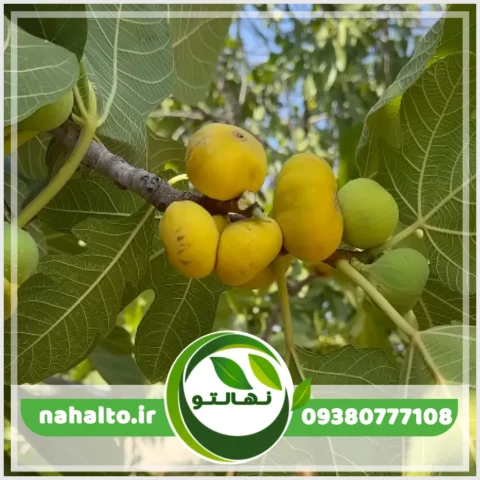 نهال انجیر زرد