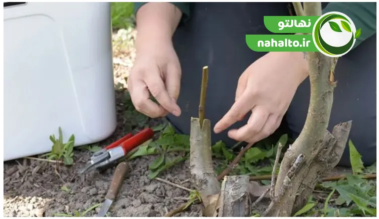 نداشتن پیوند مناسب از دلایل بار ندادن درخت است
