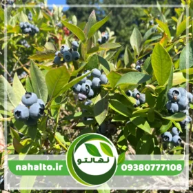 نهال بلوبری نلسون