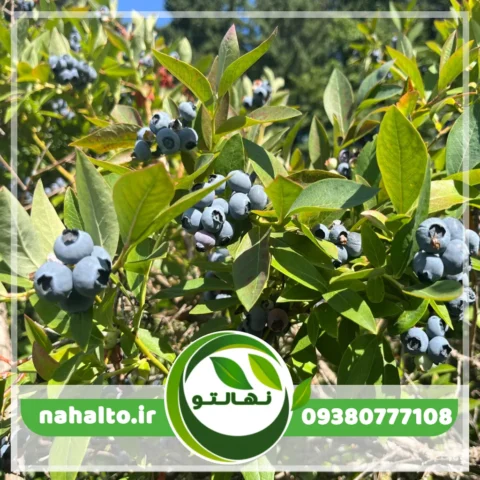 نهال بلوبری نلسون