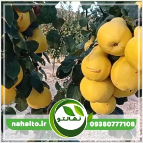 خرید نهال به پاکوتاه