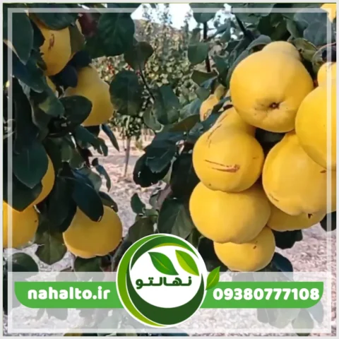 خرید نهال به پاکوتاه