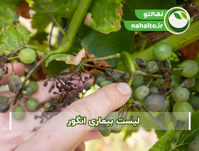 بیماری های نهال انگور به همراه روش های دقیق درمانی
