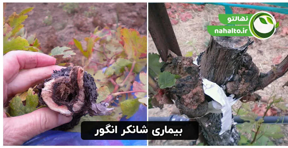 بیماری شانکر نهال انگور