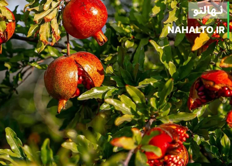 ترکیدگی پوست انار و راه های جلوگیری قطعی از آن