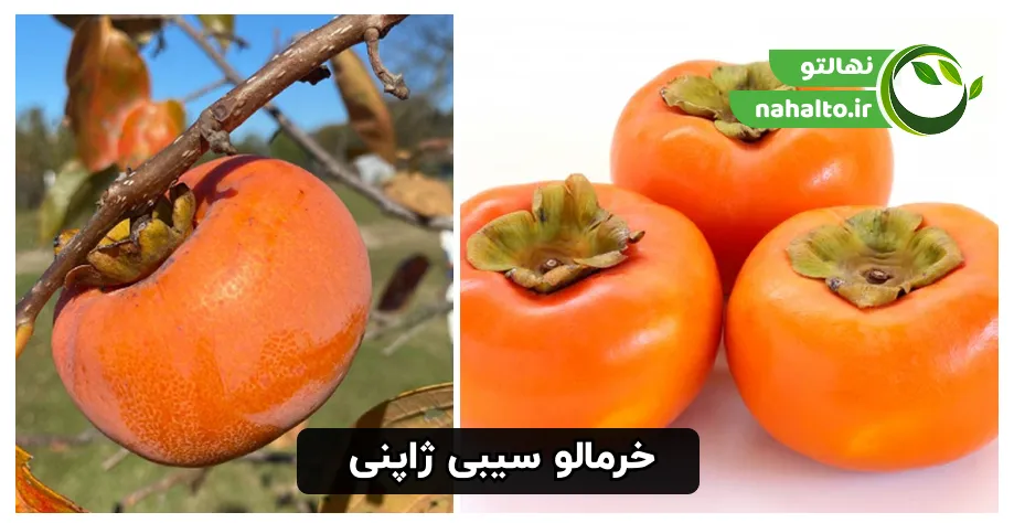 درخت و محصول نهال خرمالو سیبی ژاپنی