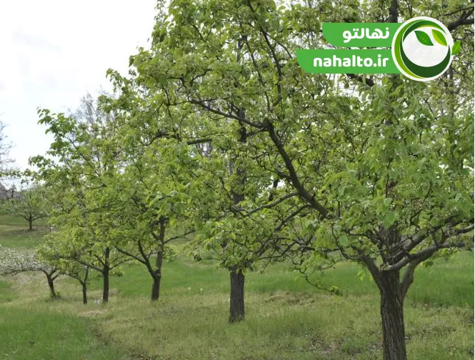 10 دلیل اصلی که درخت شما بارنمیدهد + راهکارهای قطعی