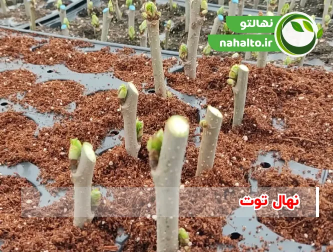 تکثیر نهال هلو
