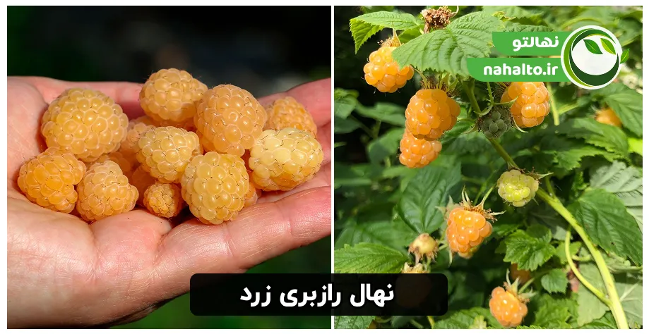 نهال رازبری زرد گلدانی