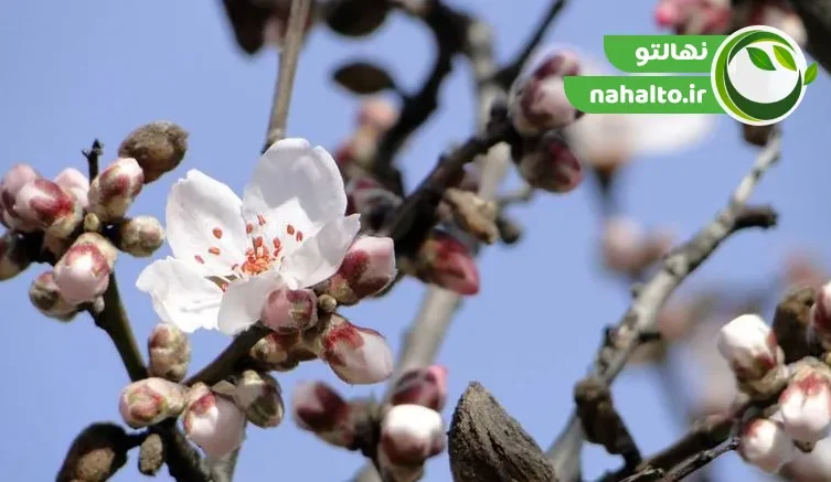 دلایل ریزش گل درختان میوه و راه های جلوگیری از آن
