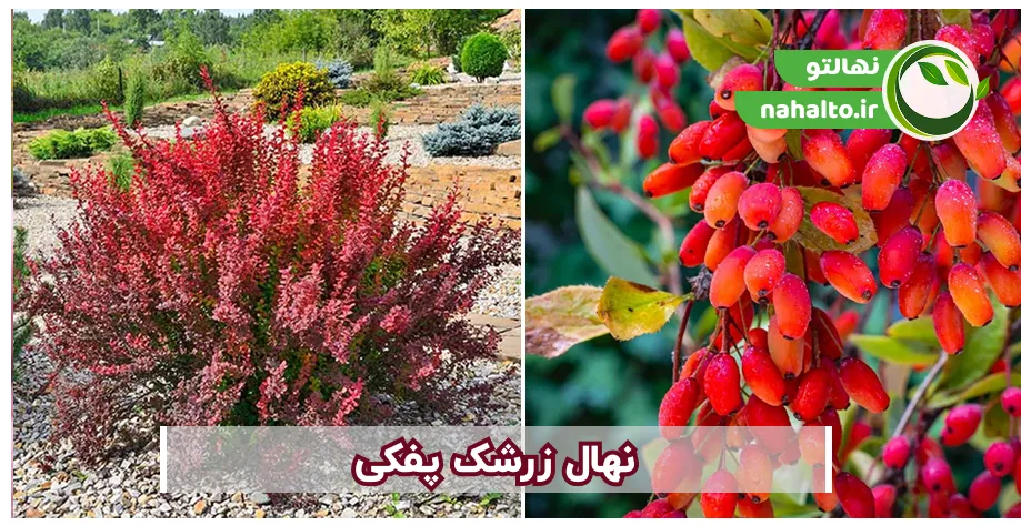 بوته و محصول زرشک پفکی