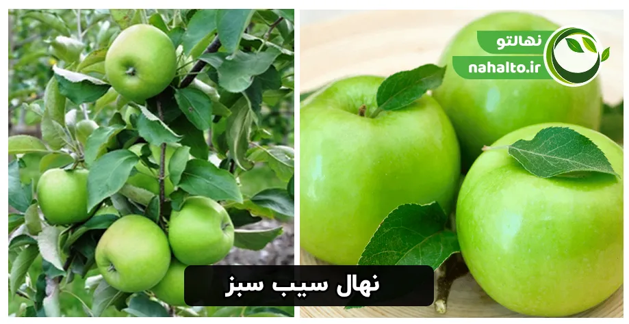 نهال و میوه سیب سبز