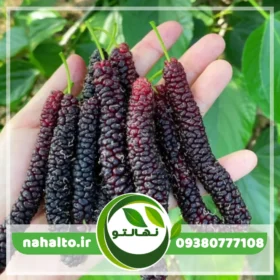 نهال شاه‌توت