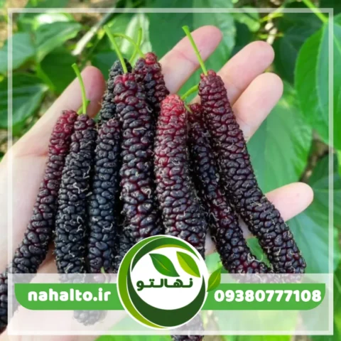 نهال شاه‌توت