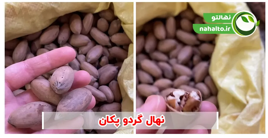 محصول درخت گردو پکان