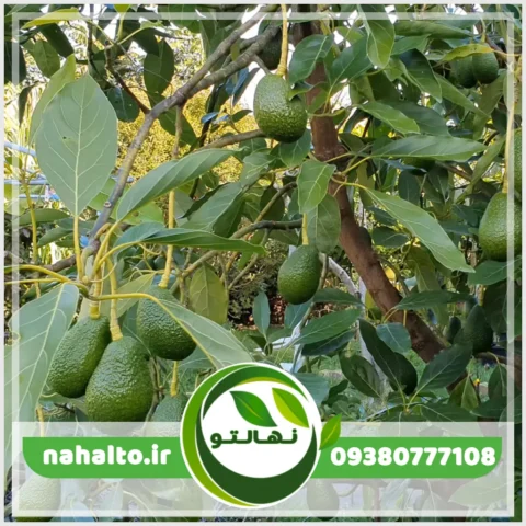 خرید نهال آواکادو پیوندی و زودبار