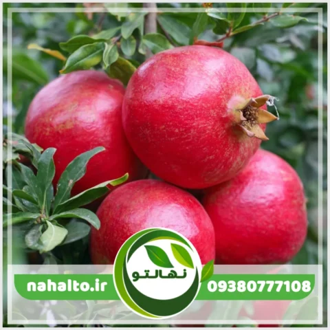 خرید نهال انار ماریا بدون دانه