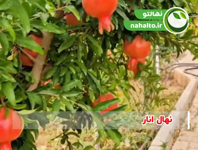 خرید نهال انار