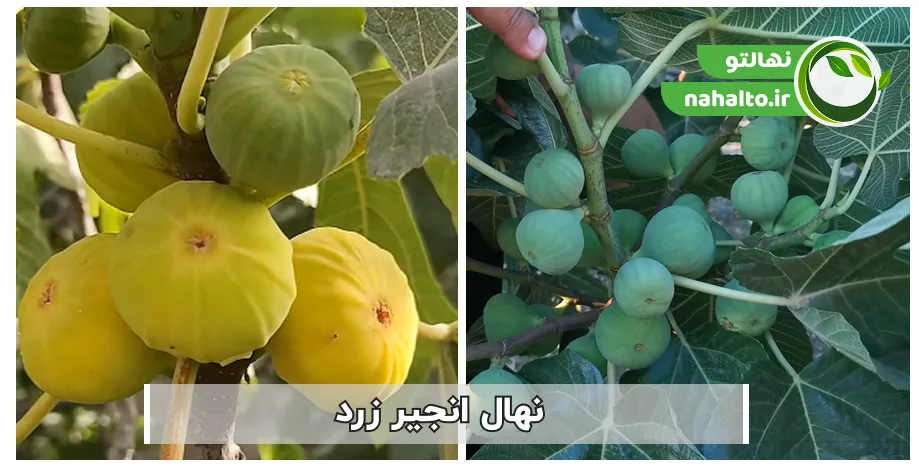 نهال انجیر پر بار زرد
