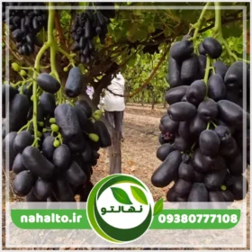 نهال انگور موندراپ بیدانه