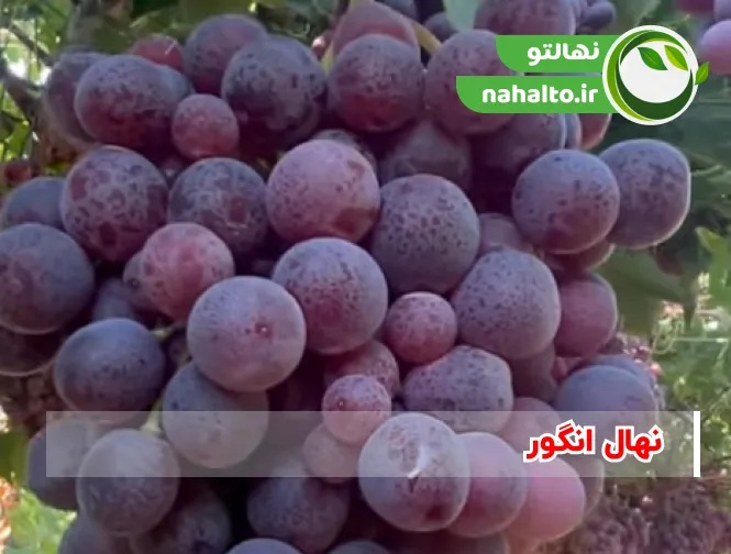 نهال انگور