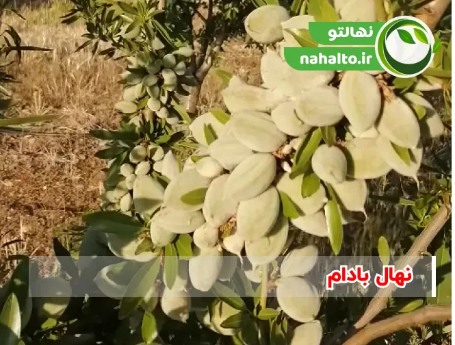 خرید نهال بادام