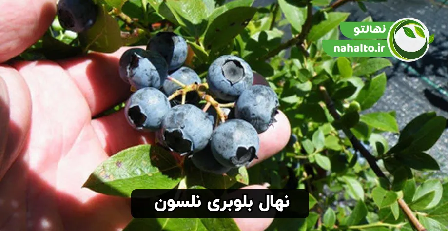 بلوبری نلسون سایز و شکل میوه