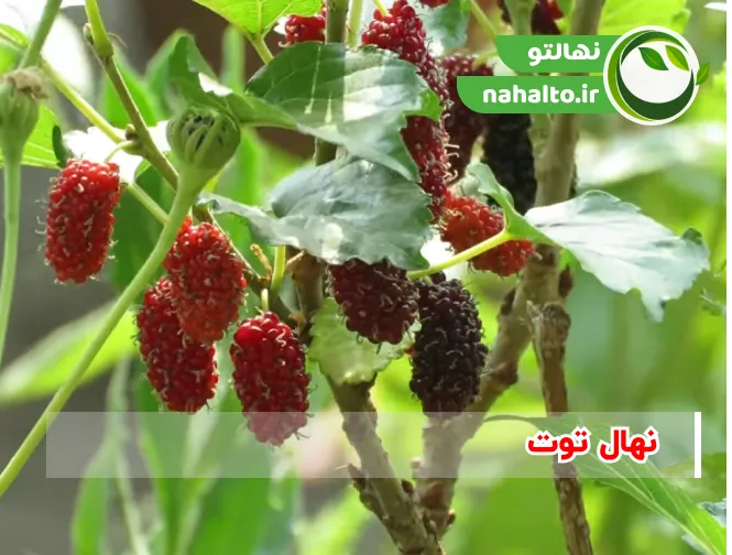 خرید نهال توت