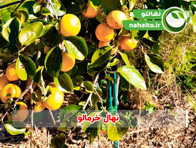 خرید نهال خرمالو