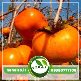 نهال خرمالو سیبی ژاپنی