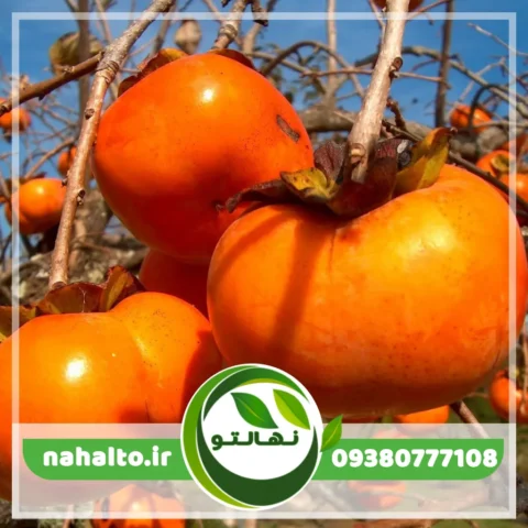 نهال خرمالو سیبی ژاپنی