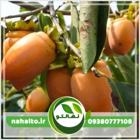 خرید نهال خرمالو موزی